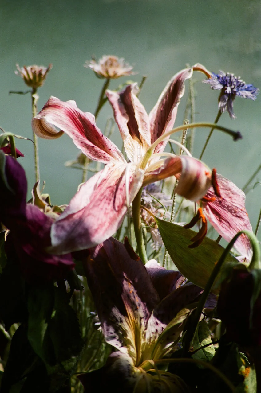 Lina_Scheynius_FLOWERS+-+1+of+